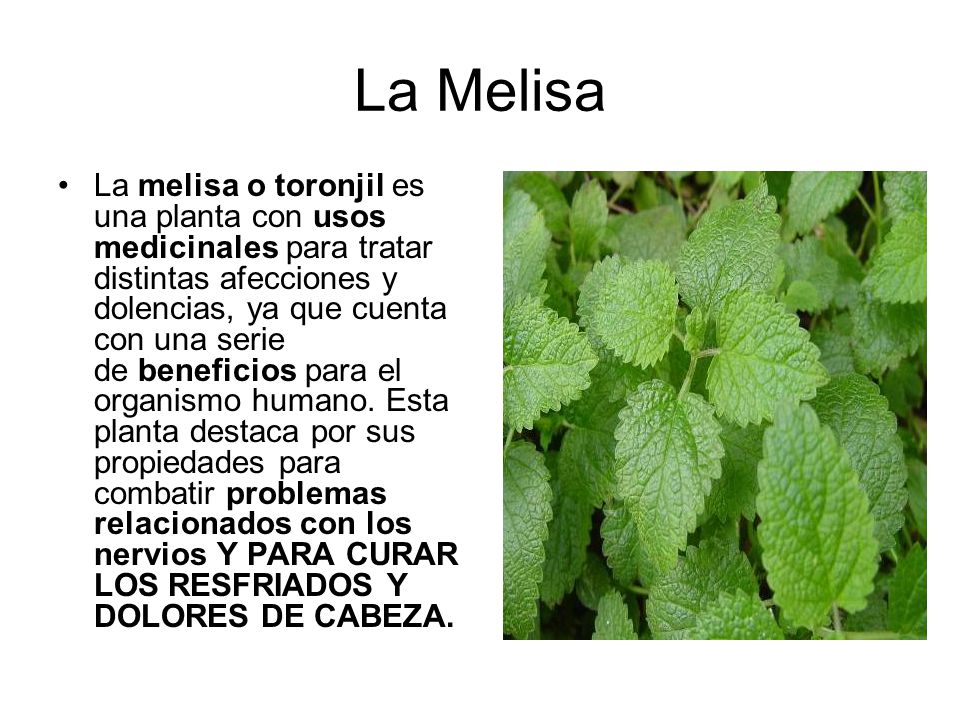 Para Que Sirve El Toronjil Blanco Como Planta Medicinal Plantă Blog